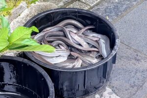 うなぎヌルヌル