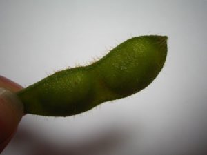 産毛・さや・粒数の違い